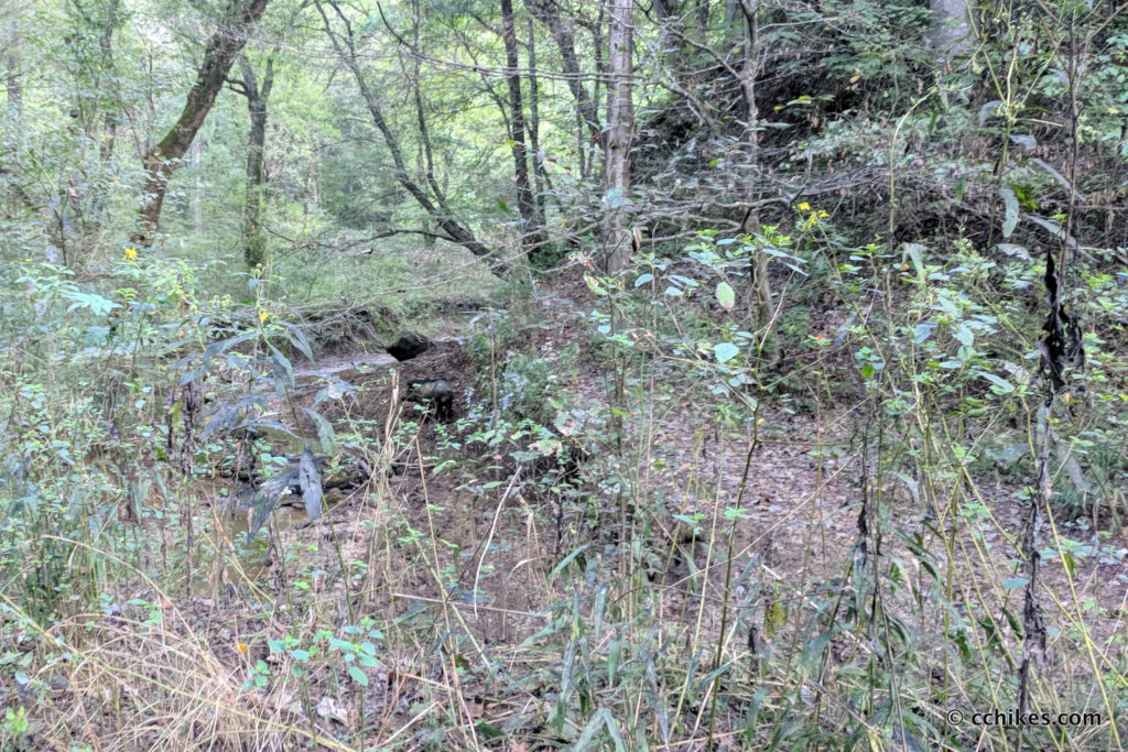 Backpack The Sipsey Wilderness Loop In Northwest Alabama